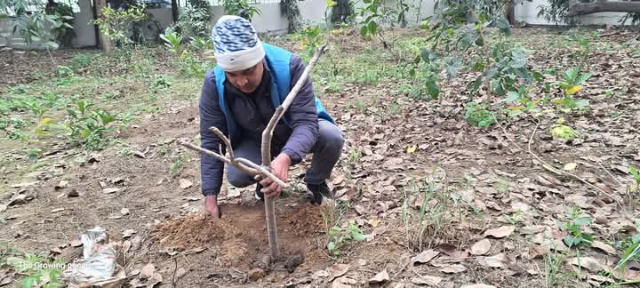 द ग्रोइंग पीपल द्वारा वृक्षारोपण के साथ नव वर्ष का आगाज किया